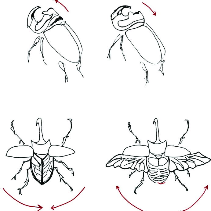 691x692 Sketches Of The Rhinoceros Beetle And The Movement Of Its Horn And - Movement Sketches