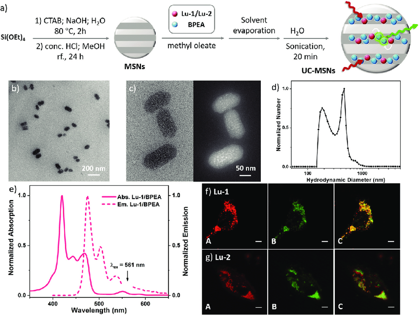 850x639 A) Illustration Of The Preparation Scheme Of Uc Msns, And The - Msn Sketch