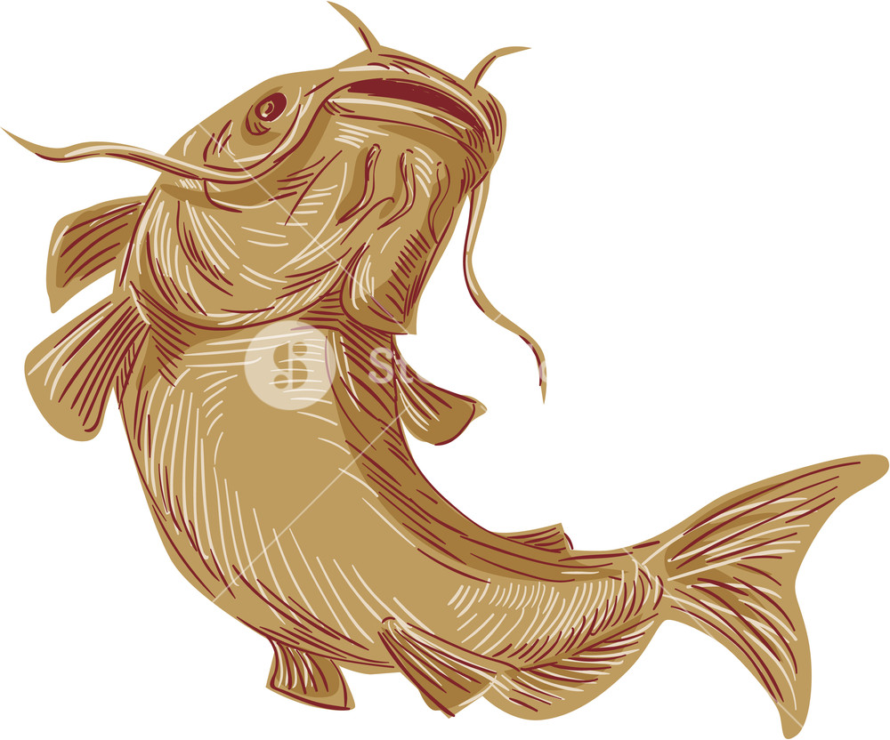 1000x832 Drawing Sketch Styleillustration Of A Ray Finned Fish Catfish Also - Mud Sketch
