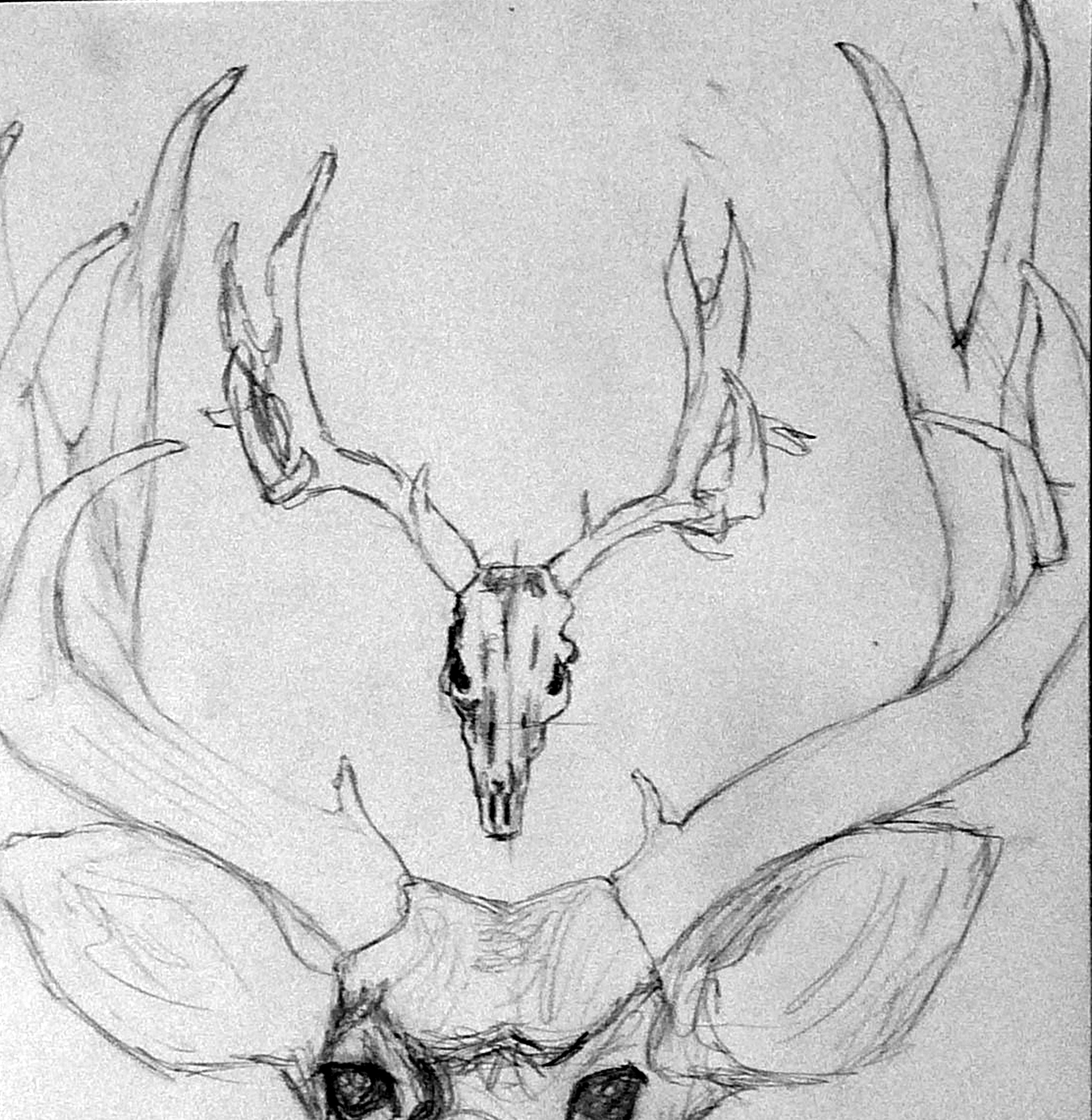 3707x3800 Edie Sedgwick Animal Portrait Sketches Mule Deer Bibel Study - Mule Deer Sketch