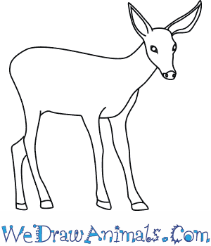 300x350 How To Draw A Mule Deer - Mule Deer Sketch