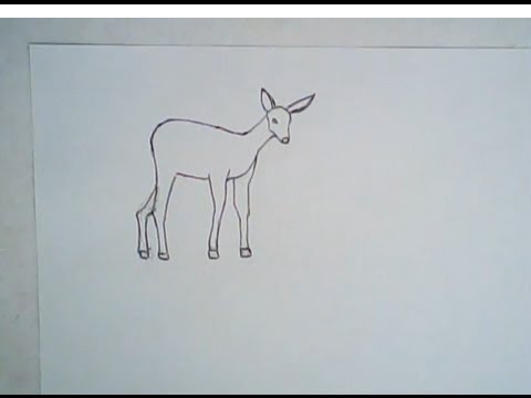 480x360 How To Draw A Mule Deer (Simple Drawing) - Mule Deer Sketch