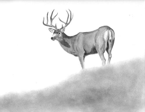 500x386 Mule Deer Buck - Mule Deer Sketch