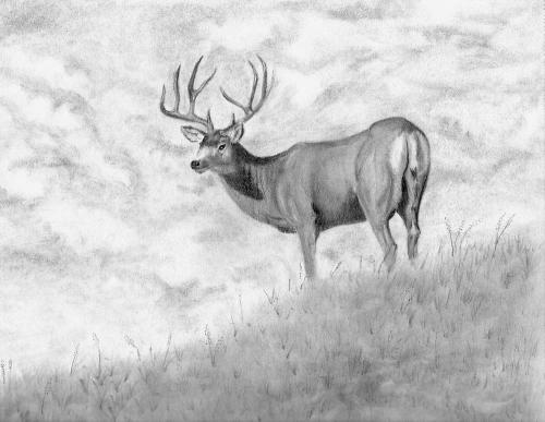 Mule Deer Sketch at PaintingValley.com | Explore collection of Mule ...