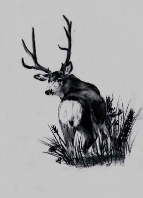 290x400 Mule Deer Drawing Drawings Deer, Mule Deer And - Mule Deer Sketch