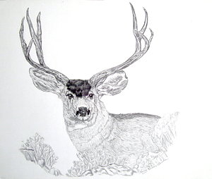 300x254 Mule Deer Drawing By Nancy Rucker - Mule Deer Sketch