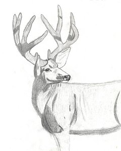 240x300 Mule Deer Drawings Pixels - Mule Deer Sketch