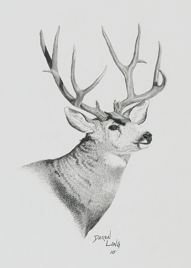 Mule Deer Sketch at Explore collection of Mule