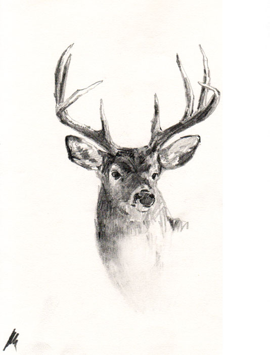 534x700 Collection Of Mule Deer Head Drawing High Quality, Free - Mule Deer Sketch