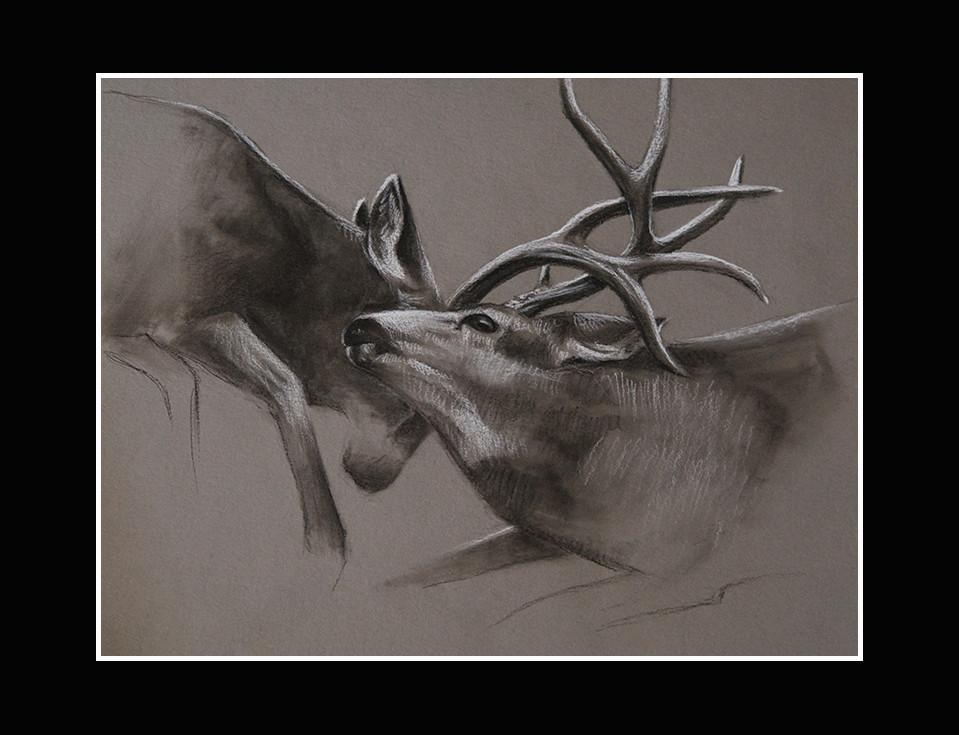 959x735 Mule Deer Original Sketch Cbstewart - Mule Deer Sketch