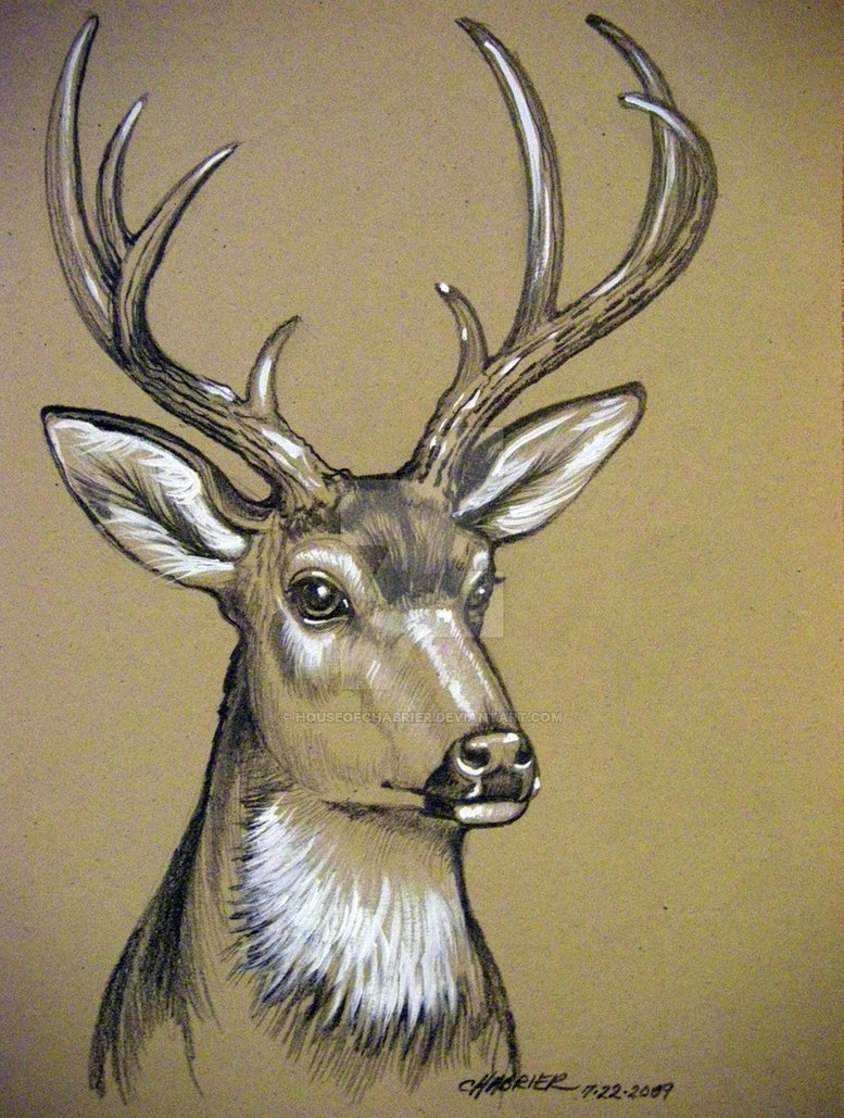 777x1029 Mule Deer Sketch By Houseofchabrier - Mule Deer Sketch