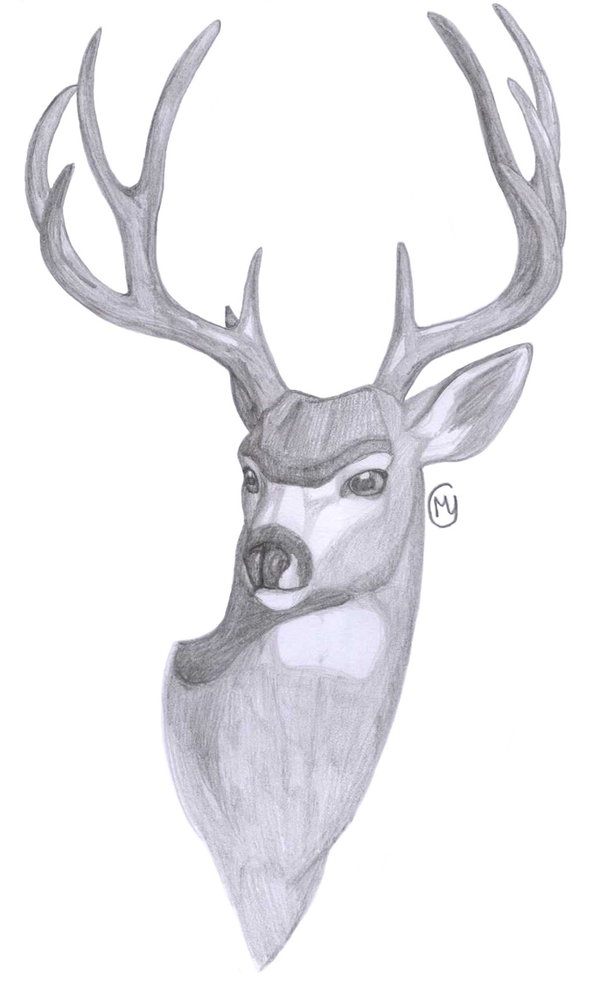 600x986 Mule Deer By Leedassin - Mule Deer Sketch