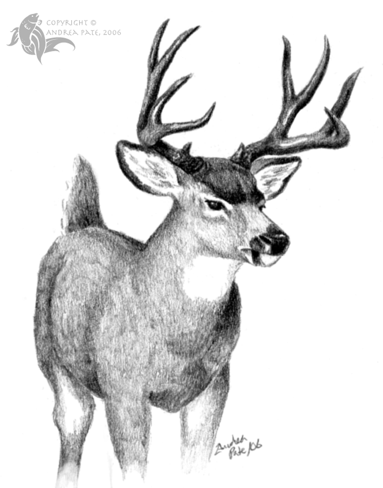 784x1000 Mule Deer By Sesroh - Mule Deer Sketch