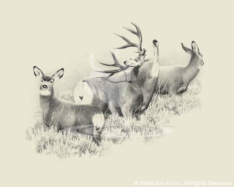 472x378 Mule Deer - Mule Deer Sketch