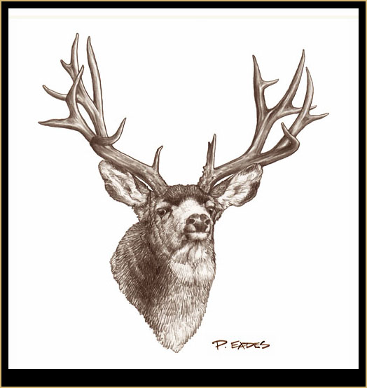 524x554 Pencil Drawings Mule Deer Pencil Drawings - Mule Deer Sketch