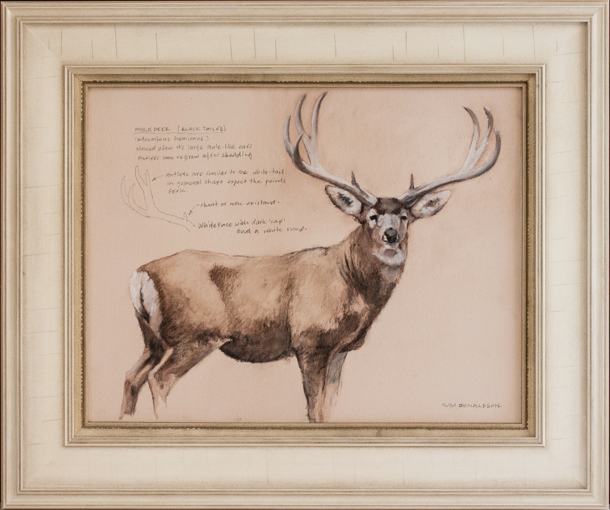 1200x1003 Sold - Mule Deer Sketch