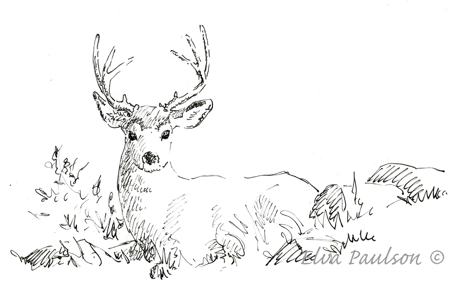 1600x1048 Sketching In Nature Watching Mule Deer - Mule Deer Sketch