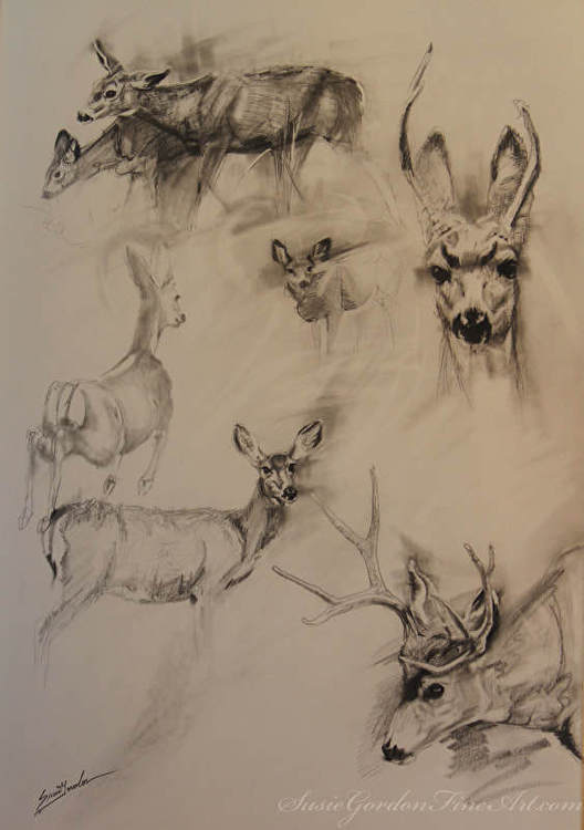 528x750 Susie Gordon - Mule Deer Sketch