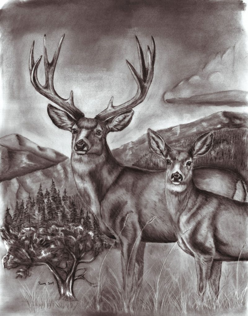 800x1018 Wildlife Drawings Buck And Doe Mule Deer Country - Mule Deer Sketch