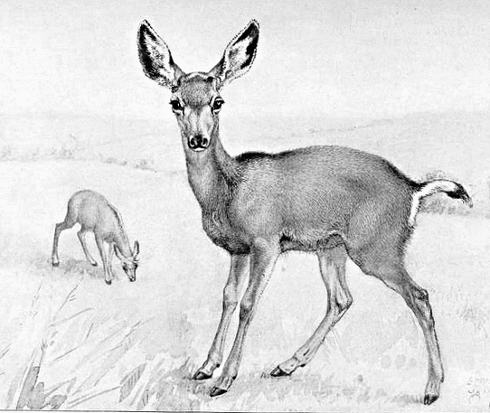 542x457 Mule Deer Fawn Sketch - Mule Deer Sketch