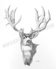 236x290 8 Best My Back Country Drawings Images Wildlife - Mule Deer Sketch