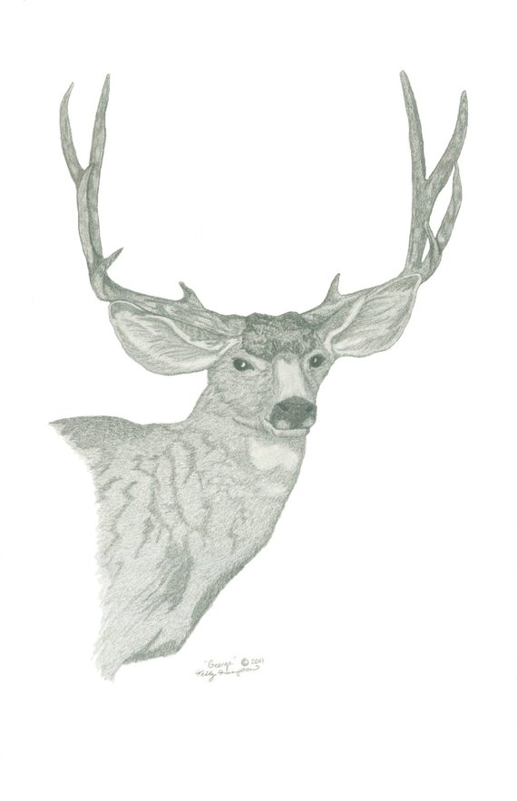 Mule Deer Sketch At Paintingvalley.com 