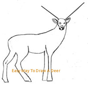300x291 Easy Way To Draw A Deer - Mule Deer Sketch
