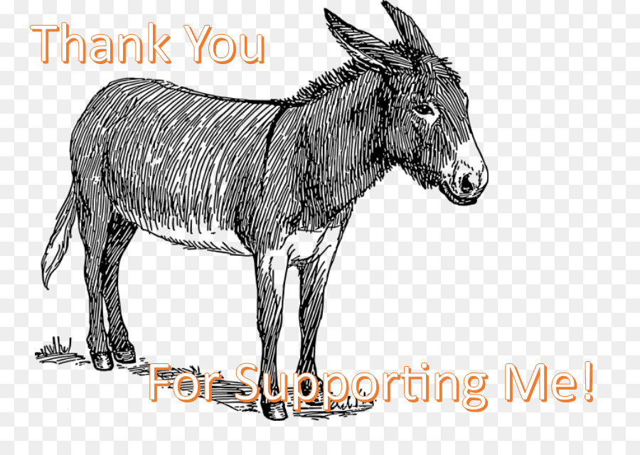 900x640 Donkey Mule Drawing Sketch Line Art - Mule Sketch