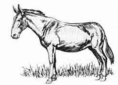 243x175 Free Mule Clipart - Mule Sketch