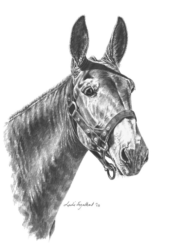 552x800 Links Of Interest To Mule Museum Visitors - Mule Sketch