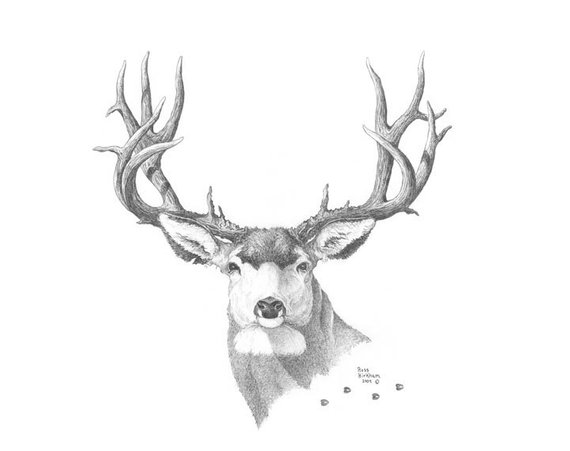 570x451 Mule Deer Pencil Drawing Etsy - Mule Sketch