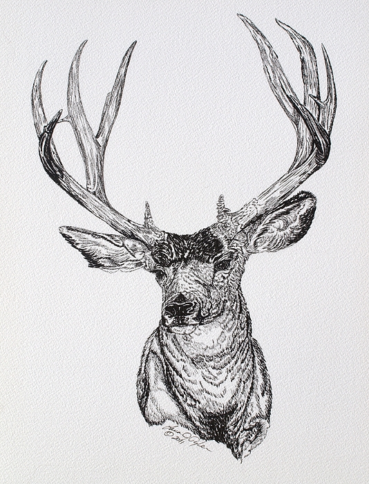 534x700 Mule Deer Buck Drawing By Lana Tyler - Mule Sketch