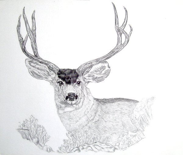 600x509 Mule Deer Drawing By Nancy Rucker - Mule Sketch