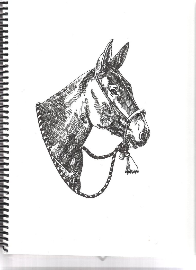 762x1048 Mule Drawing - Mule Sketch