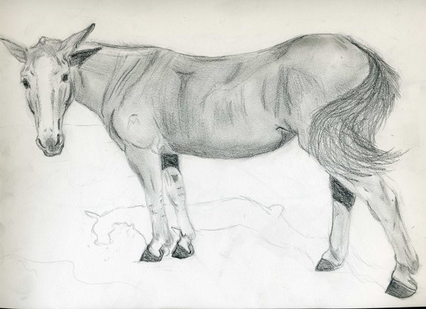 600x436 Mule Sketch By Oofer - Mule Sketch