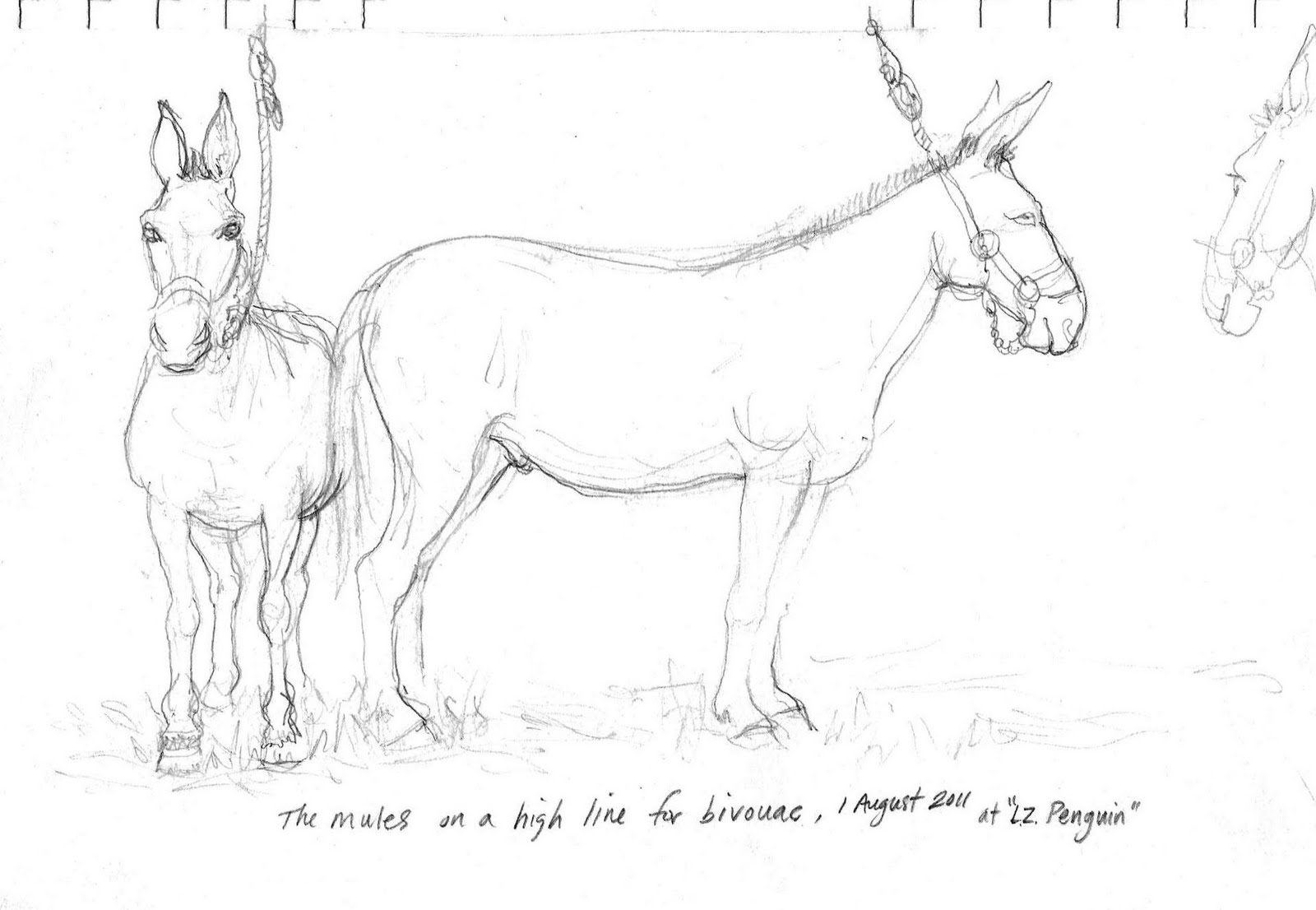 1600x1106 Sketchpad Warrior Mule Train!! - Mule Sketch