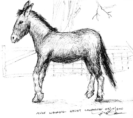 527x467 Walking Mule Sketch To New Waves - Mule Sketch