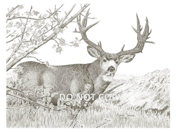 570x428 Western Wildlife Art Print Drawing Of A Mule Deer Etsy - Mule Sketch