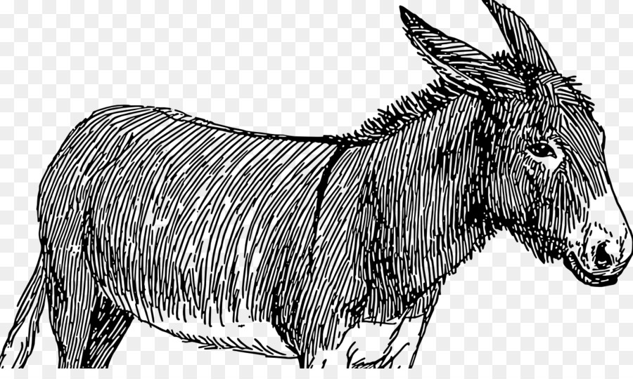 900x540 Donkey Drawing Mule Photography Sketch - Mule Sketch