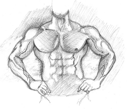 500x428 Muscle8 More Muscle Sketches Wjames - Muscle Man Sketch