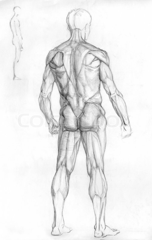 508x800 Hand Drawn Pencil Sketch Illustration Of The Male Human Muscle - Muscle Man Sketch