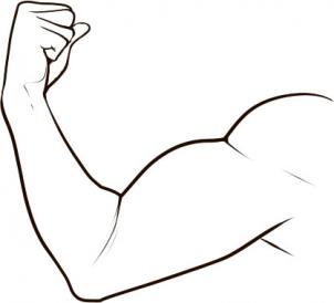 302x274 How To Draw A Muscle - Muscle Sketch