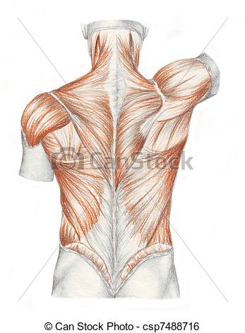 347x470 Human Anatomy - Muscle Sketch