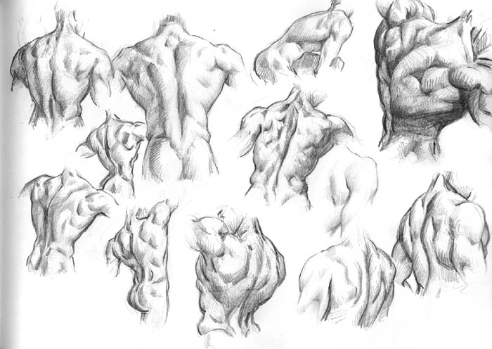 700x496 Mix Of Sketches (Update 18. May) - Muscle Sketch