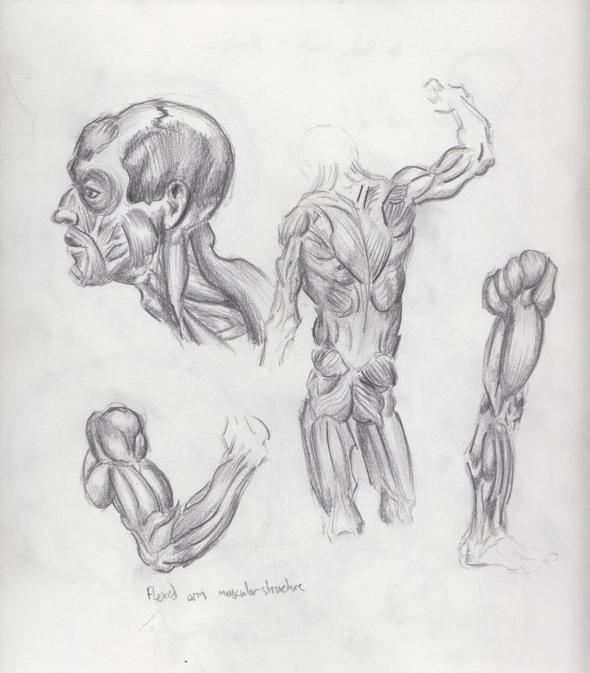 837x955 Muscle Structure Sketch By Onichollsart - Muscle Sketch