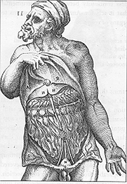 252x366 The History Of Muscles - Muscle Sketch