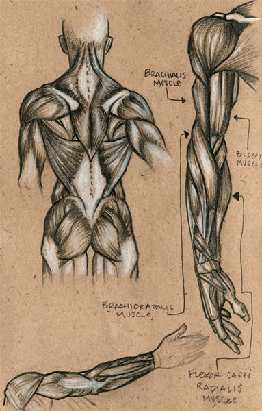 383x600 Muscle Sketch - Muscle Sketch