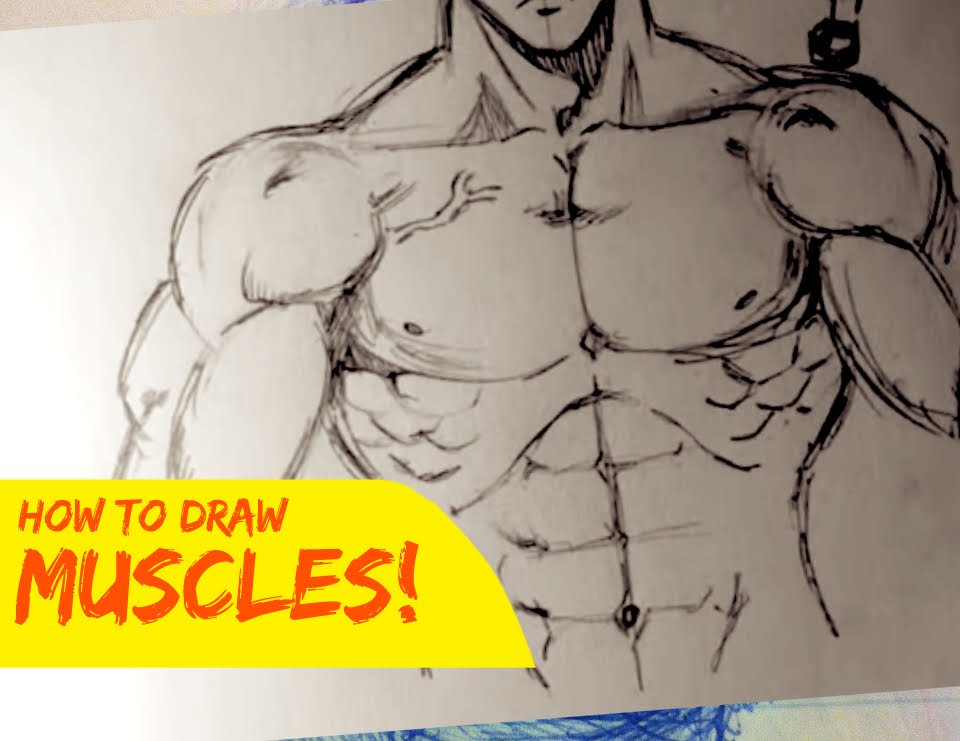 960x741 Drawing Male Body Muscles [Stylized Front] - Muscle Sketch