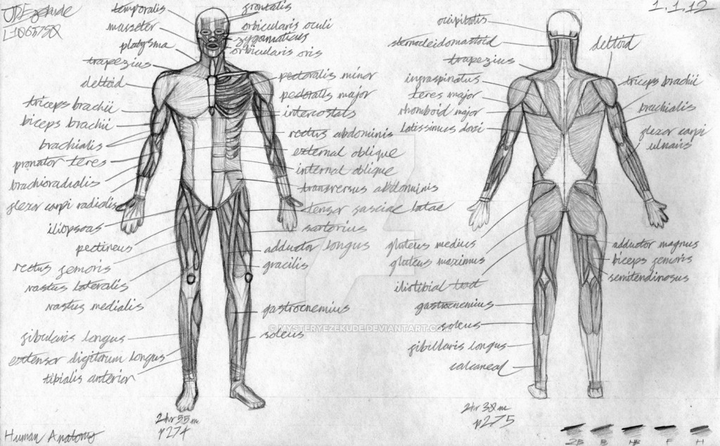 muscular figure drawing