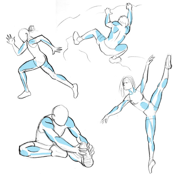 600x600 Human Anatomy Fundamentals Muscles And Other Body Mass - Muscular Body Sketch